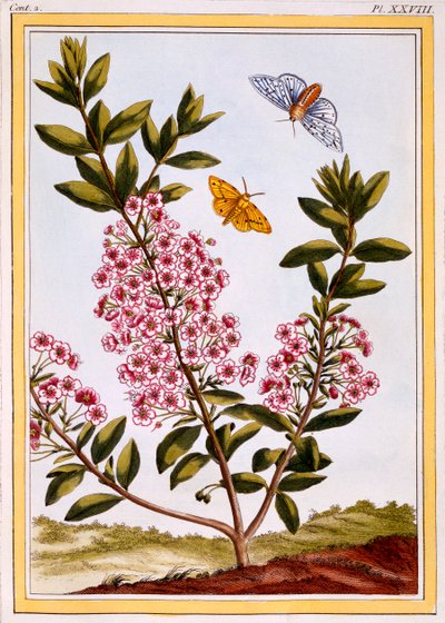 Schaflorbeer (Kalmia augustifolia), um 1766 von Pierre Joseph Buchoz